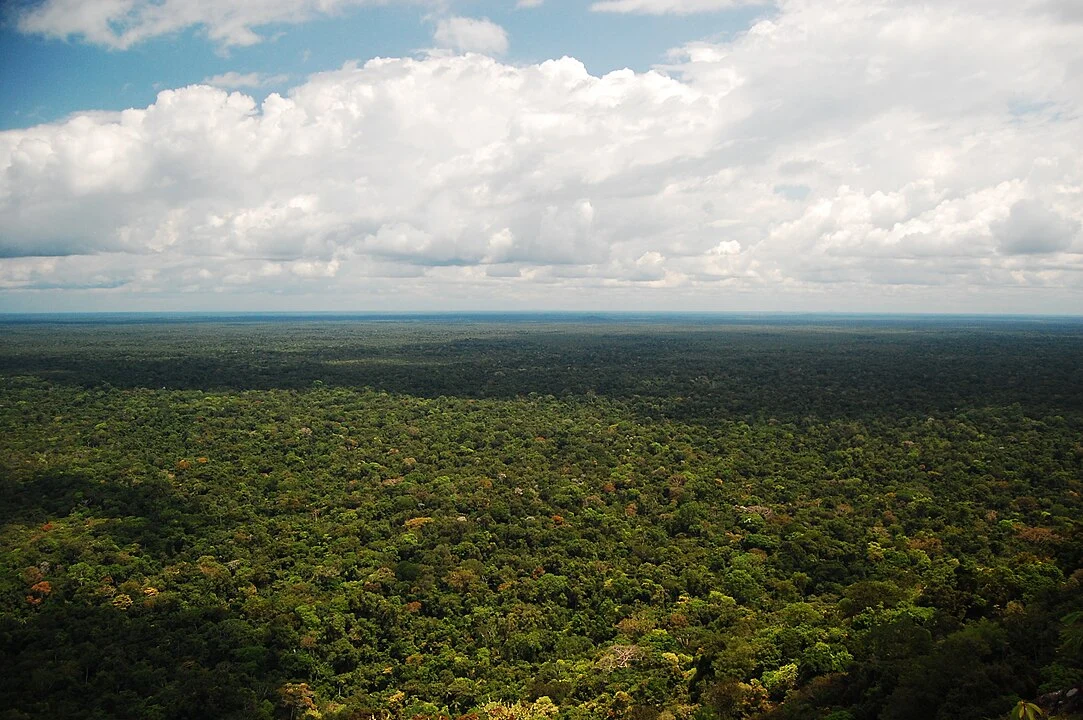 Desafios da restauração florestal comprometem a Amazônia e seu futuro sustentável Andre Zumak (Foto: Reprodução)