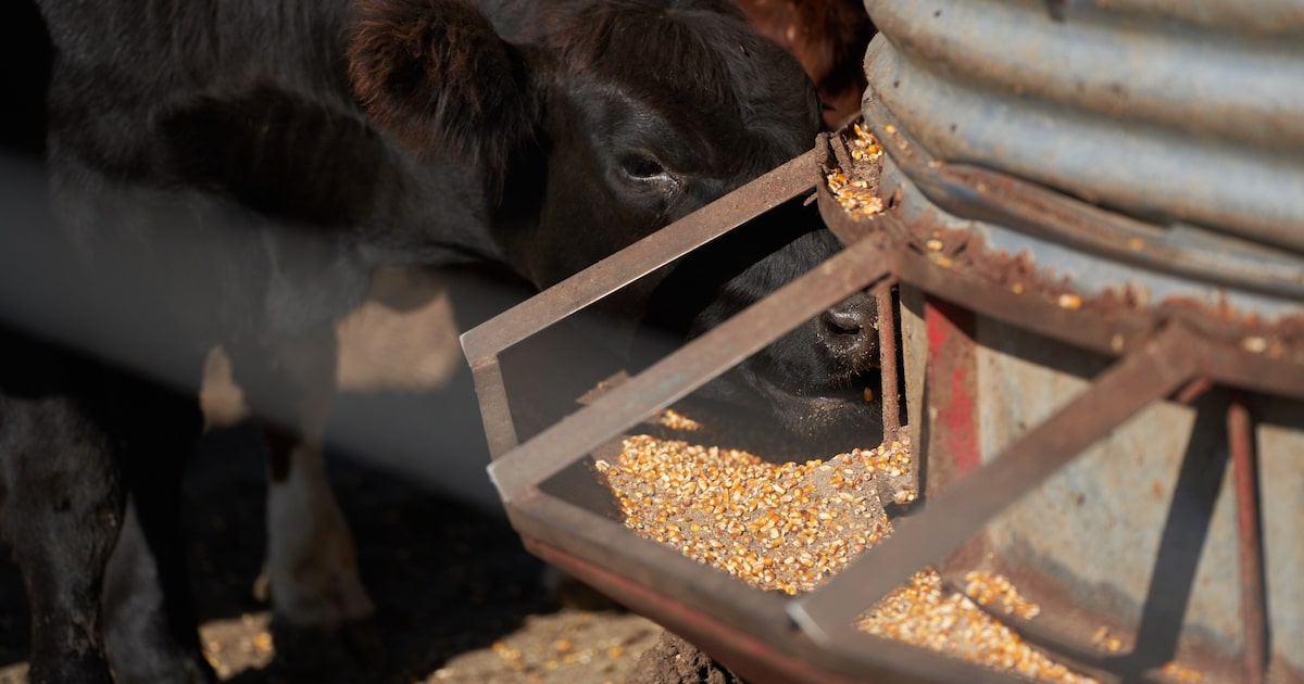 Milei diminui imposto sobre exportação de soja e carne para apoiar agricultores As tarifas sobre o farelo e o óleo de soja cairão de 31% para 24,5%, e a carne bovina agora será taxada em 5%, em vez de 6,75% (Foto: Reprodução)