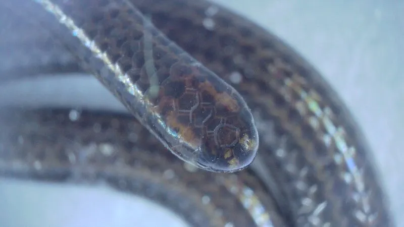 Cientistas redescobrem a menor espécie de cobra do mundo em nova pesquisa Connor Blades (Foto: Reprodução)