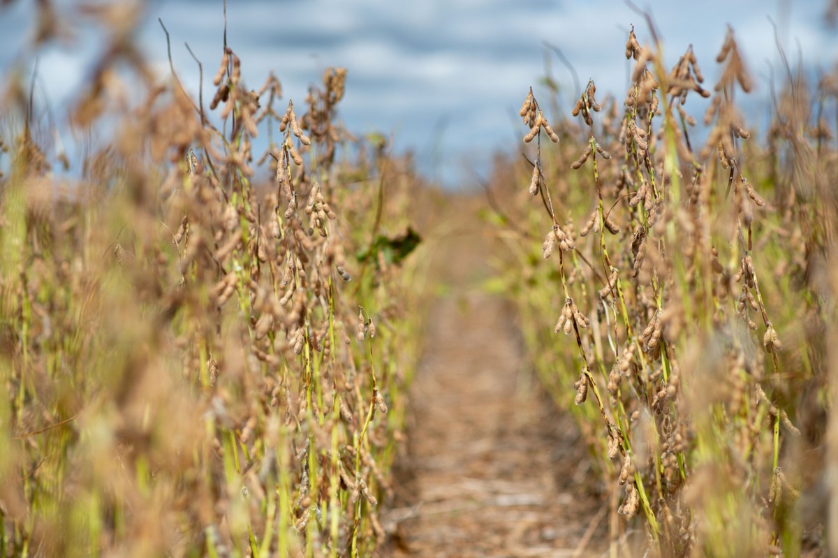 Desaceleração do PIB em maio reflete tarifas americanas, aponta economista Dados do agro tiveram recuo de 4,25% em maio em relação a abril, segundo o IBC-br (Foto: Infoglobo)