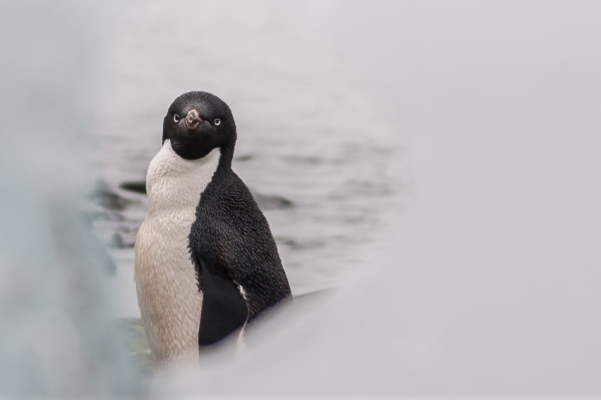 Um pinguim Adélia na Ilha Rey Jorge, Antártida. (Foto: Alessandro Dahan/Getty Images)