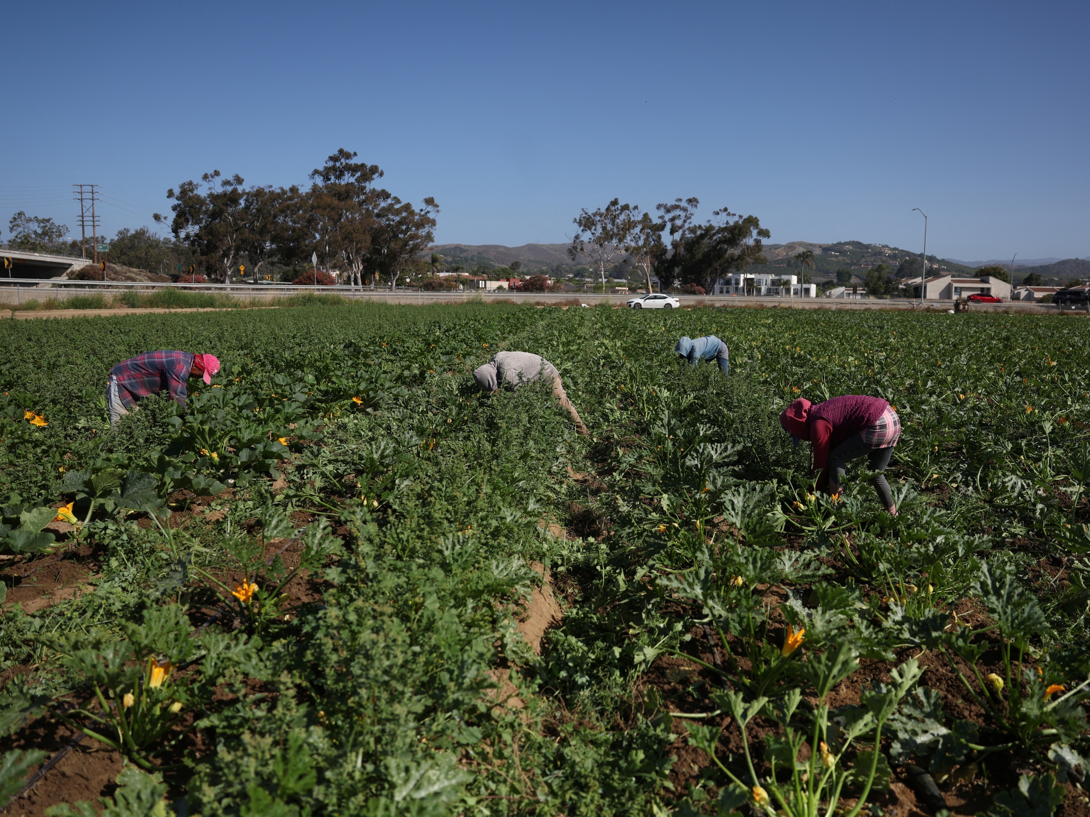 Trump propõe permanência de imigrantes em fazendas nos Estados Unidos Trabalhadores imigrantes colhem durante o fim de semana, já que a escassez de mão de obra pode deixar os campos sem colheita, em Oxnard, Califórnia (Foto: Pilar Olivares/Reuters)