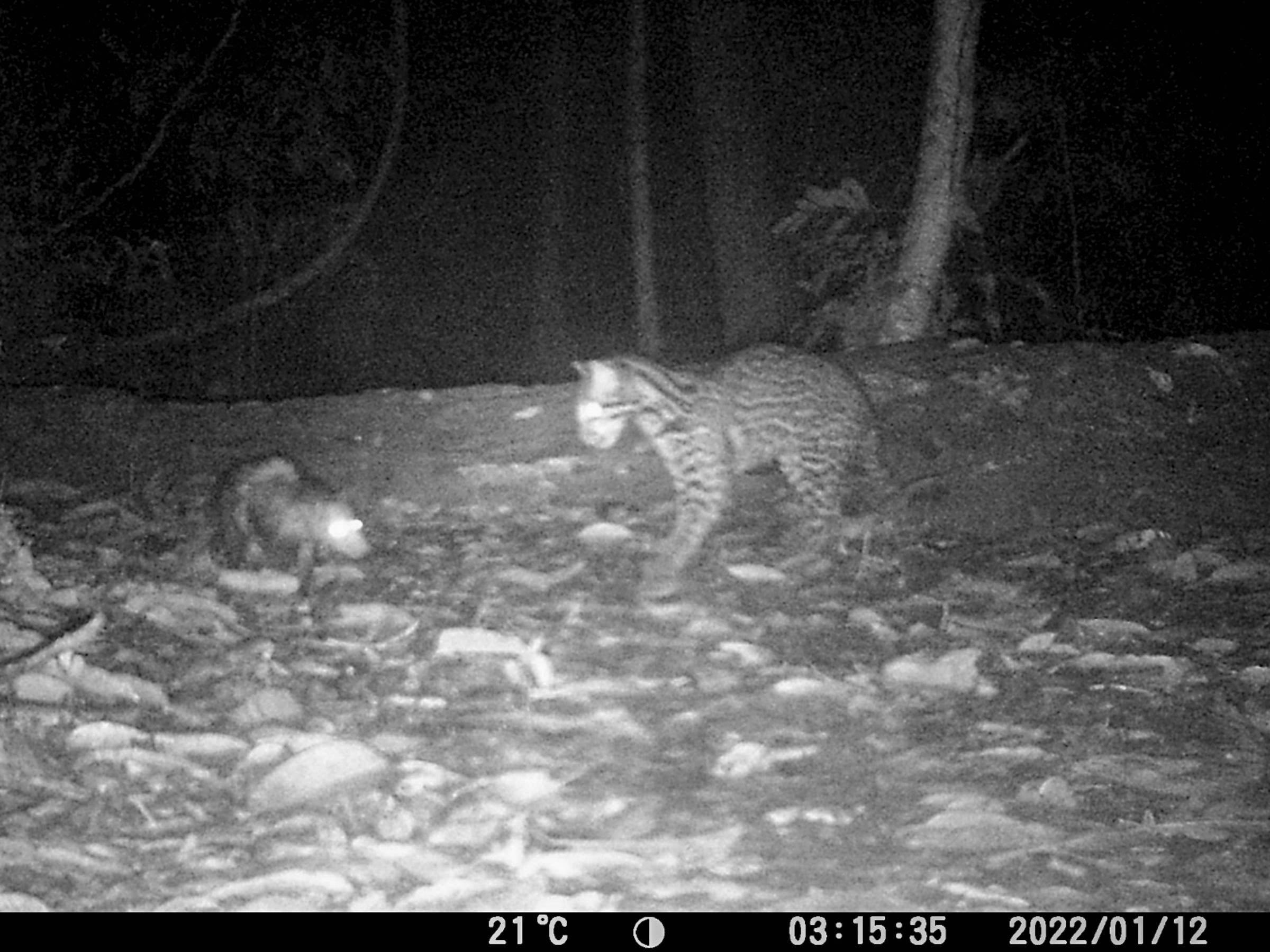 Jaguatirica e gambá convivem pacificamente na Amazônia em vídeo surpreendente Registro de jaguatirica e gambá na Amazônia peruana (Foto: Nadine Holmes /via NYT)