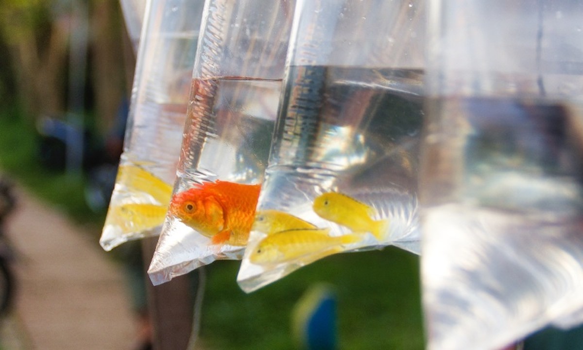 Novo Código de Defesa de Animais proíbe 45 tipos de maus-tratos e brindes com pets Peixe de brinde (Foto: Reprodução)