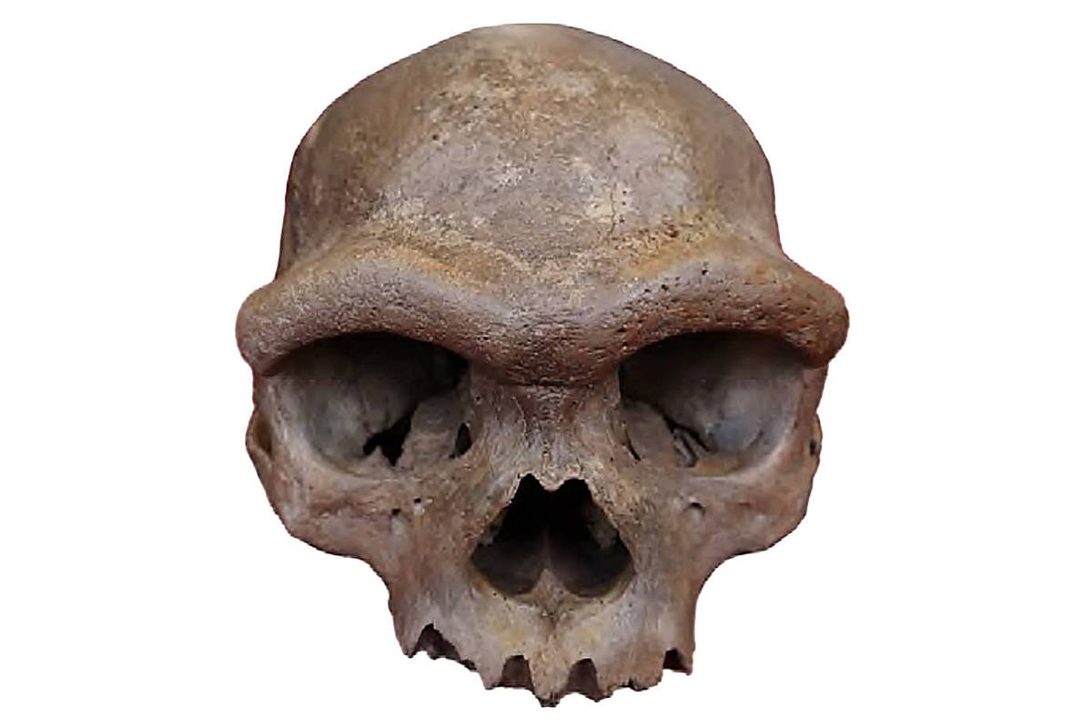 Crânio antigo revela novas pistas sobre a evolução dos seres humanos Crânio de Homo longi, encontrado perto da cidade de Harbin, na China (Foto: Fu et al (Cell, 2025))