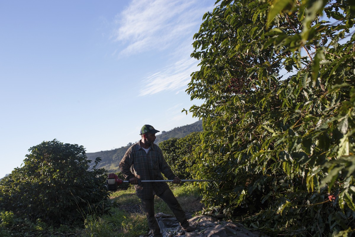 Um trabalhador colhe grãos de café, diretamente afetado pelo tarifaço, em uma plantação no estado de Minas Gerais (Foto: Patricia Monteiro/Bloomberg)