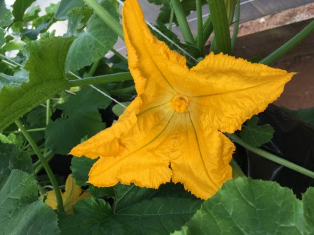 Secas podem reduzir em até 95% o valor calórico do néctar das flores