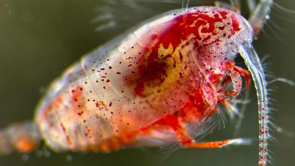 Microrganismos ajudam a combater o aquecimento global com suas ações benéficas O zooplâncton costuma ser vendido como alimento para aquários, mas tem uma importância fundamental em frear o aquecimento global — Foto: Professor Daniel J. Mayor @oceanplankton