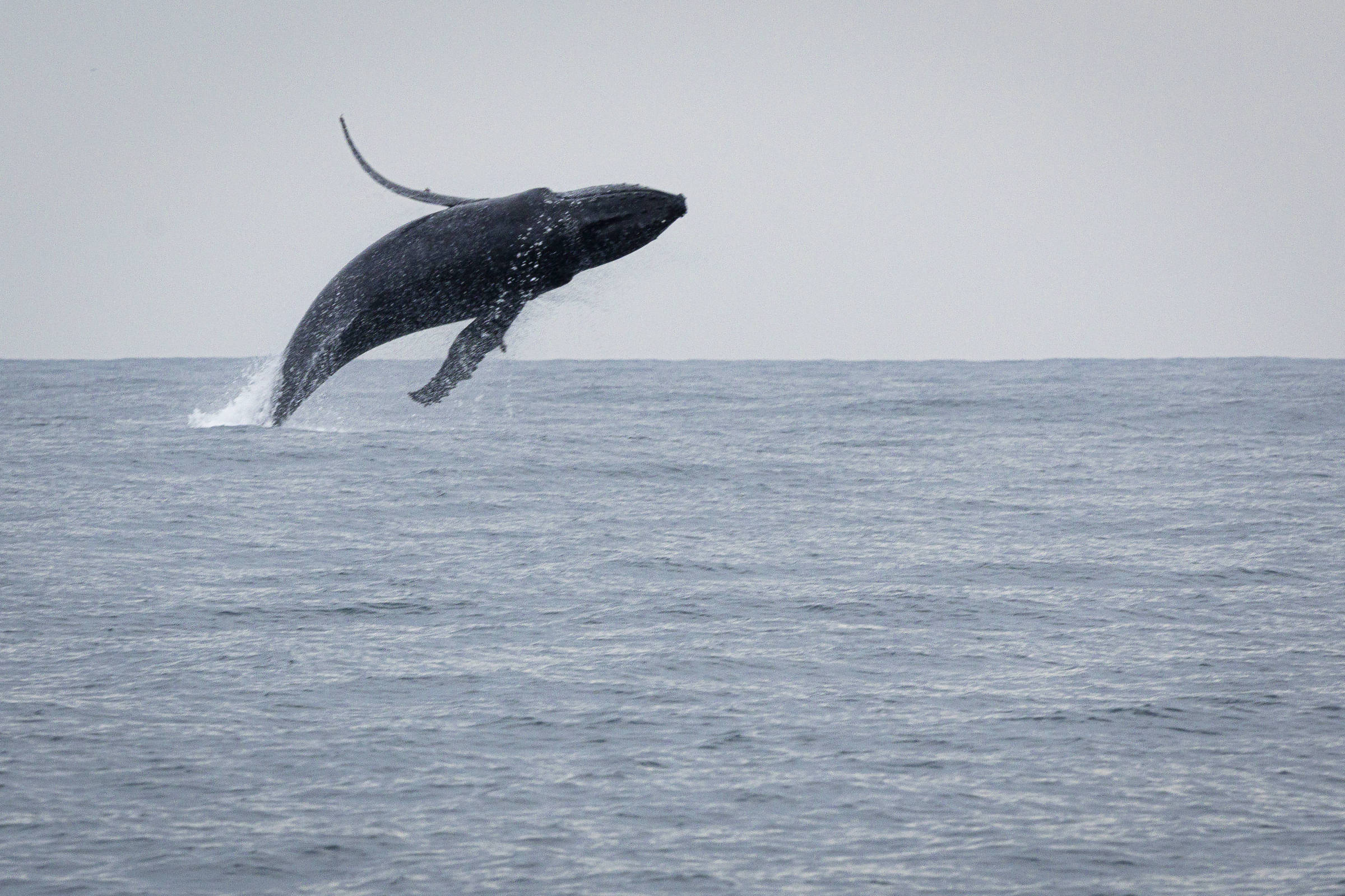 Mudanças climáticas na Antártida impactam ecossistema marinho no Brasil Baleia jubarte é avistada em Ilhabela durante temporada migratória (Foto: Rubens Cavallari - 04.jun.25 /Folhapress)