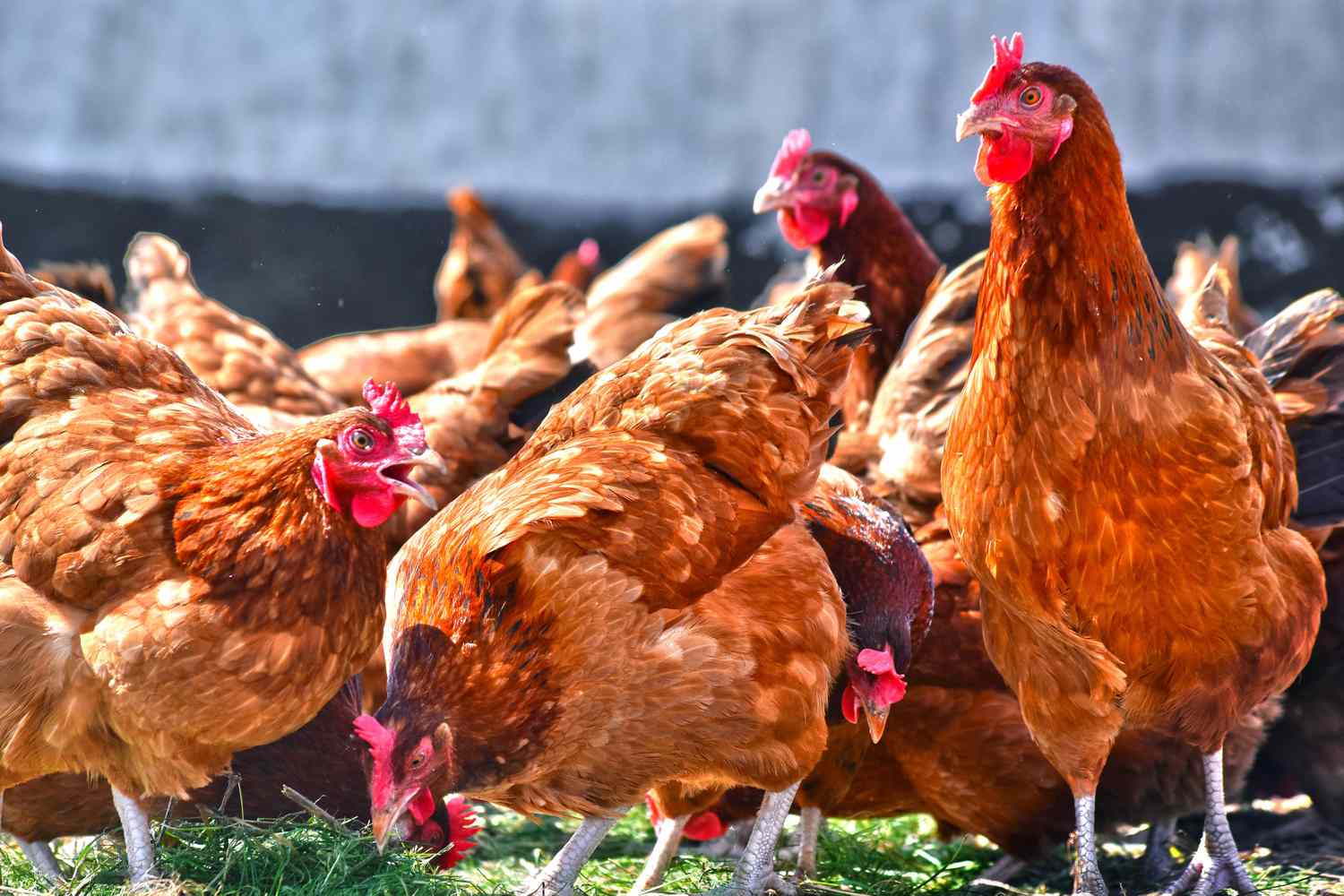 ‘Pasture Raised’ ganha nova definição e impacta compras de carne no mercado Foto: Reprodução
