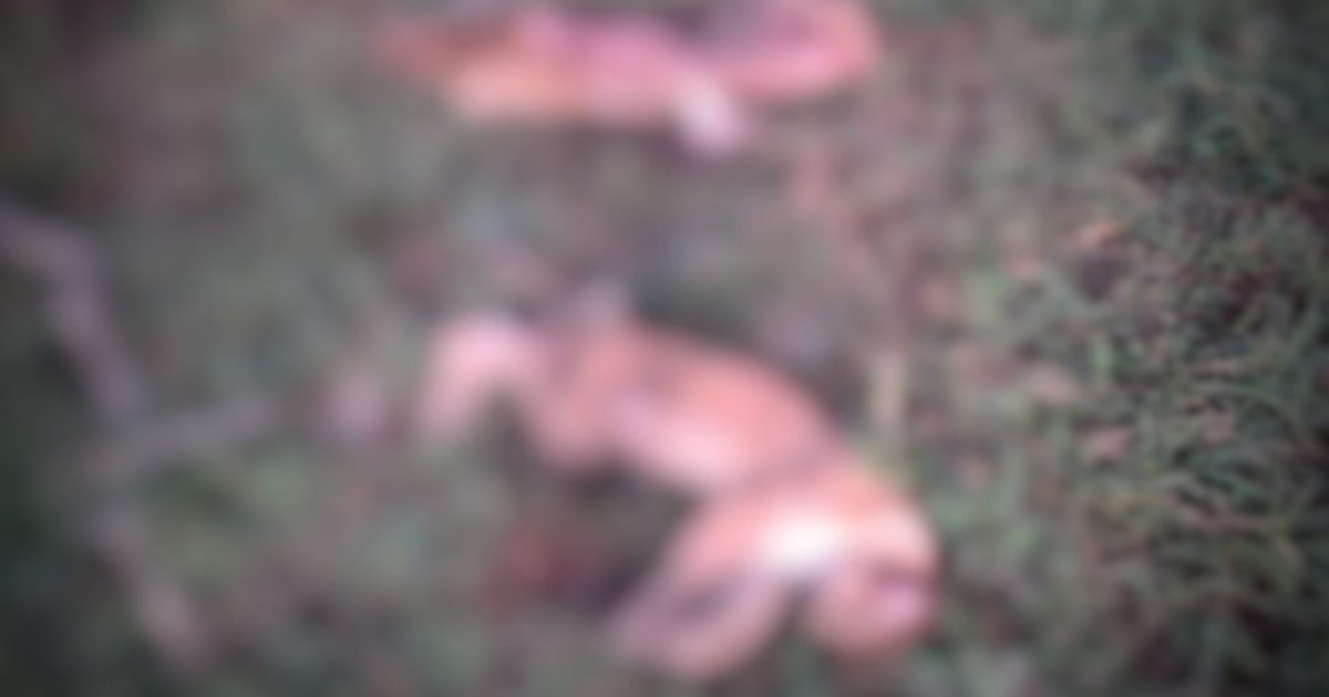 Foto:Reprodução