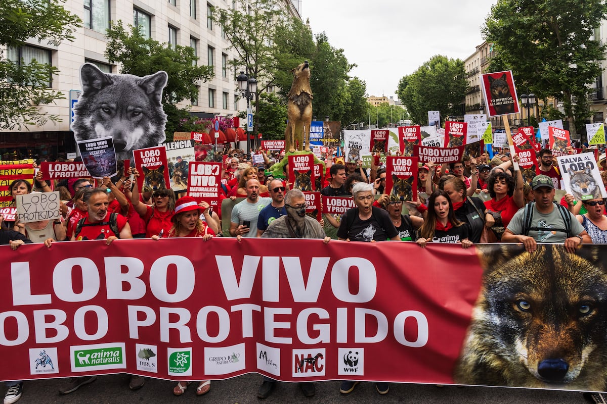 Defensor do povo aciona o Supremo contra a desproteção do lobo na Espanha Manifestação em defesa do lobo em Madrid no dia 22 de junho. (Foto: Moeh Atitar)