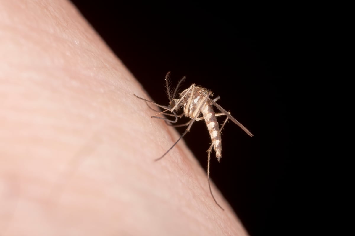 Mosquitos preferem algumas pessoas; descubra como se proteger melhor Um mosquito fêmea picando uma pessoa para se alimentar. (Foto: Bernard Lynch/Getty Images)