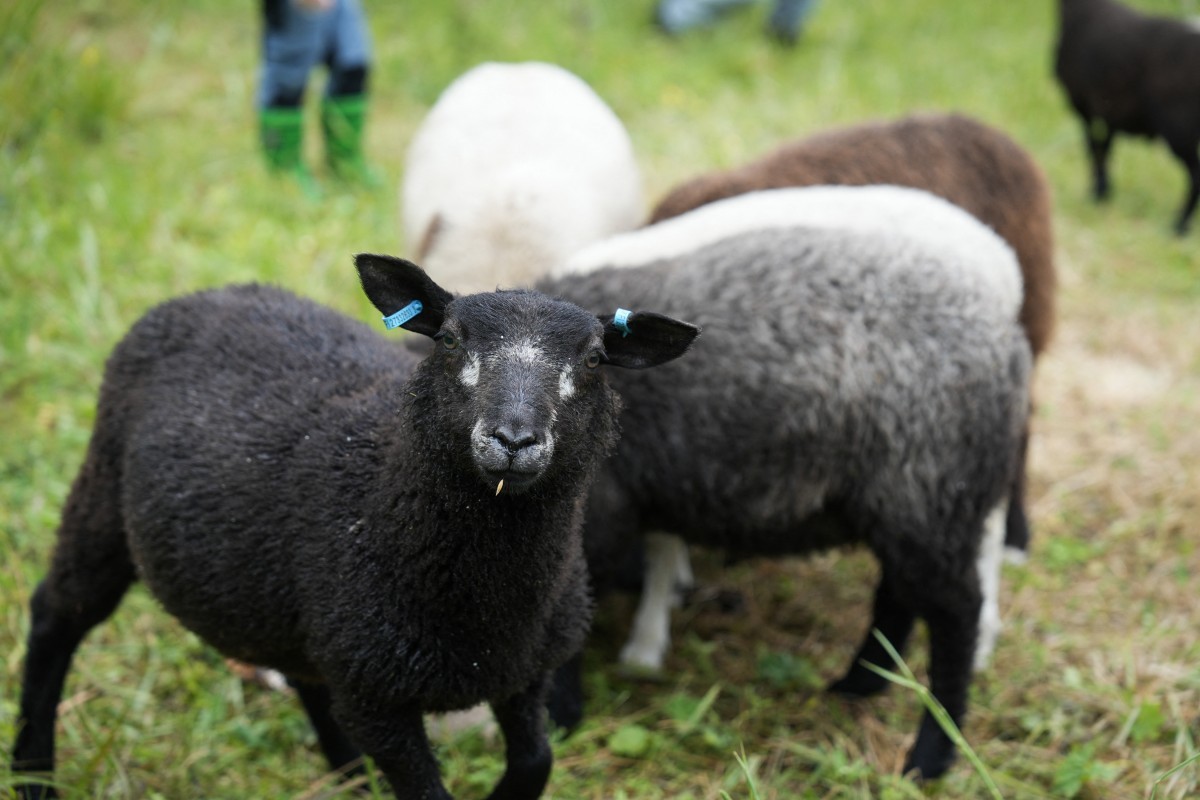 Finlandeses adotam programa de verão inusitado para pastorear ovelhas A Metsahallitus, empresa estatal responsável pela maioria das áreas protegidas e florestas, começou a alugar cabanas na fazenda, onde os hóspedes têm a oportunidade de cuidar de um pequeno rebanho de ovelhas durante a estadia (Foto: ALESSANDRO RAMPAZZO / AFP).