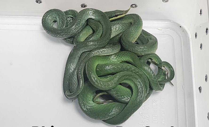 Passageiro é preso na Índia ao tentar embarcar com 16 cobras vivas na bagagem Aeroporto Internacional Chhatrapati Shivaji Maharaj (Foto: Reprodução)