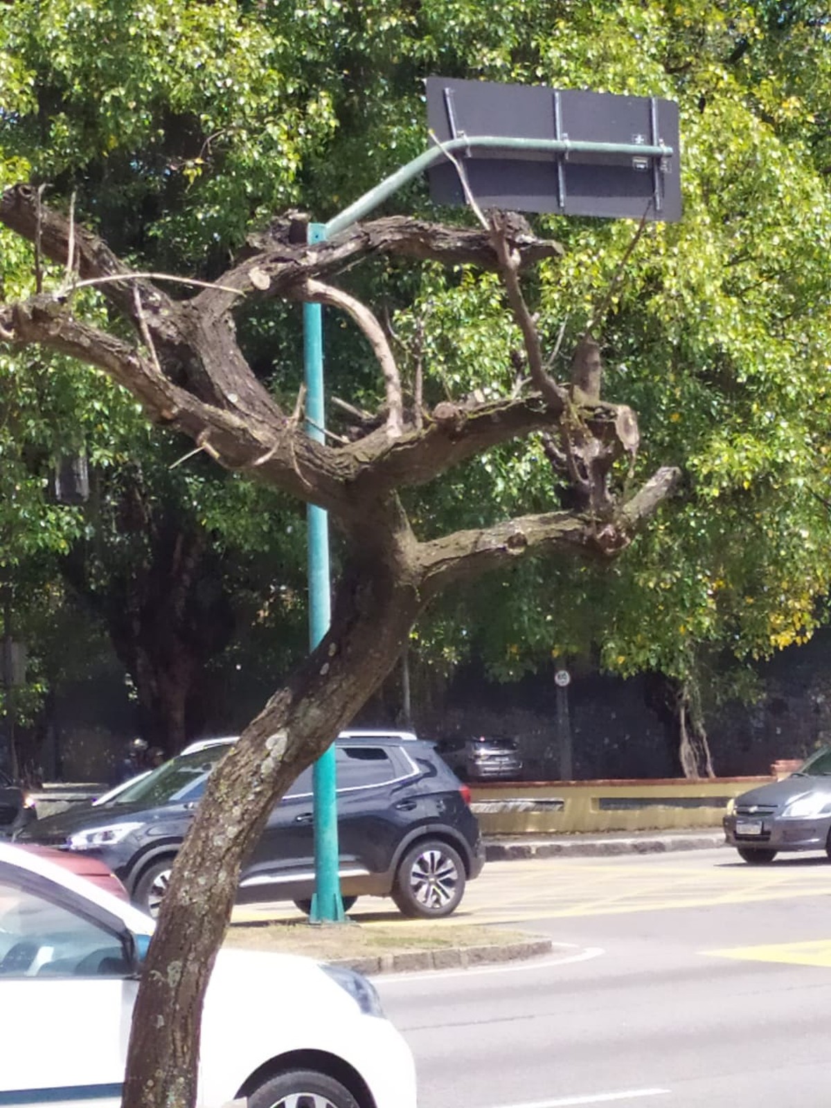 Árvore afetada por poda agressiva no canteiro central da Avenida Padre Leonel Franca (Foto: Foto do leitor)