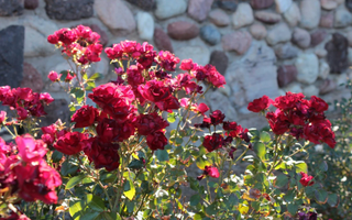 Jardineiro revela dicas essenciais para aumentar a floração das roseiras Foto: Reprodução