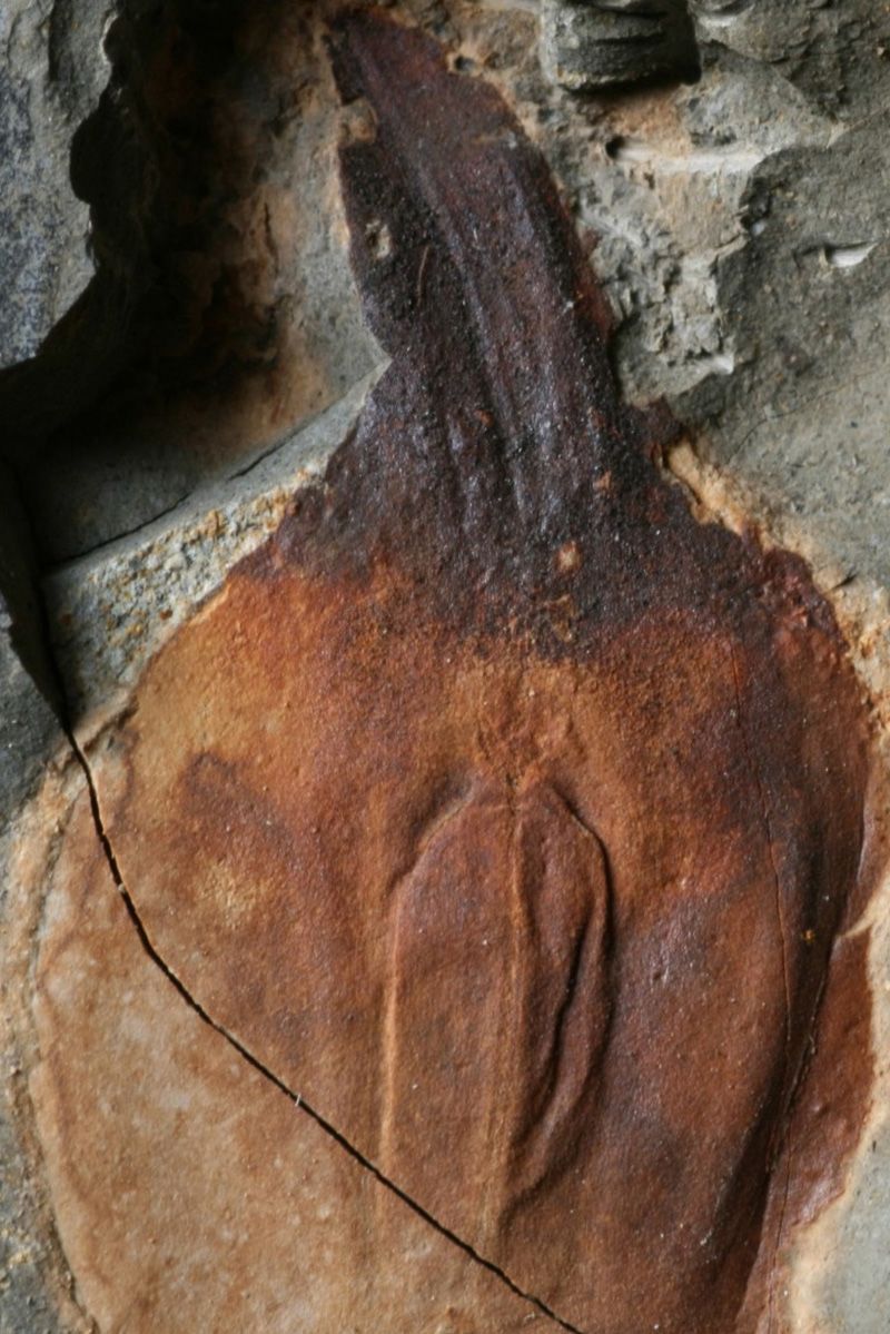 Fósseis revelam causas do 'Grande Extinção' e 5 milhões de anos de calor intenso Dr. Zhen Xu (Foto: Reprodução)