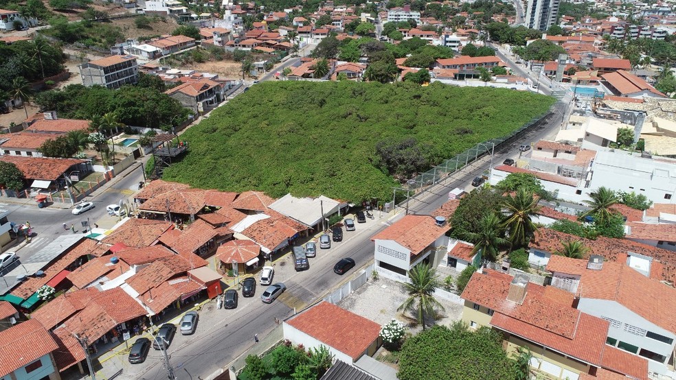 Cajueiro gigante enfrenta polêmica sobre poda que pode ameaçar sua preservação Cajueiro de Pirangi, o maior cajueiro do mundo, em Parnamirim, na Grande Natal. (Foto: Idema/Divulgação)