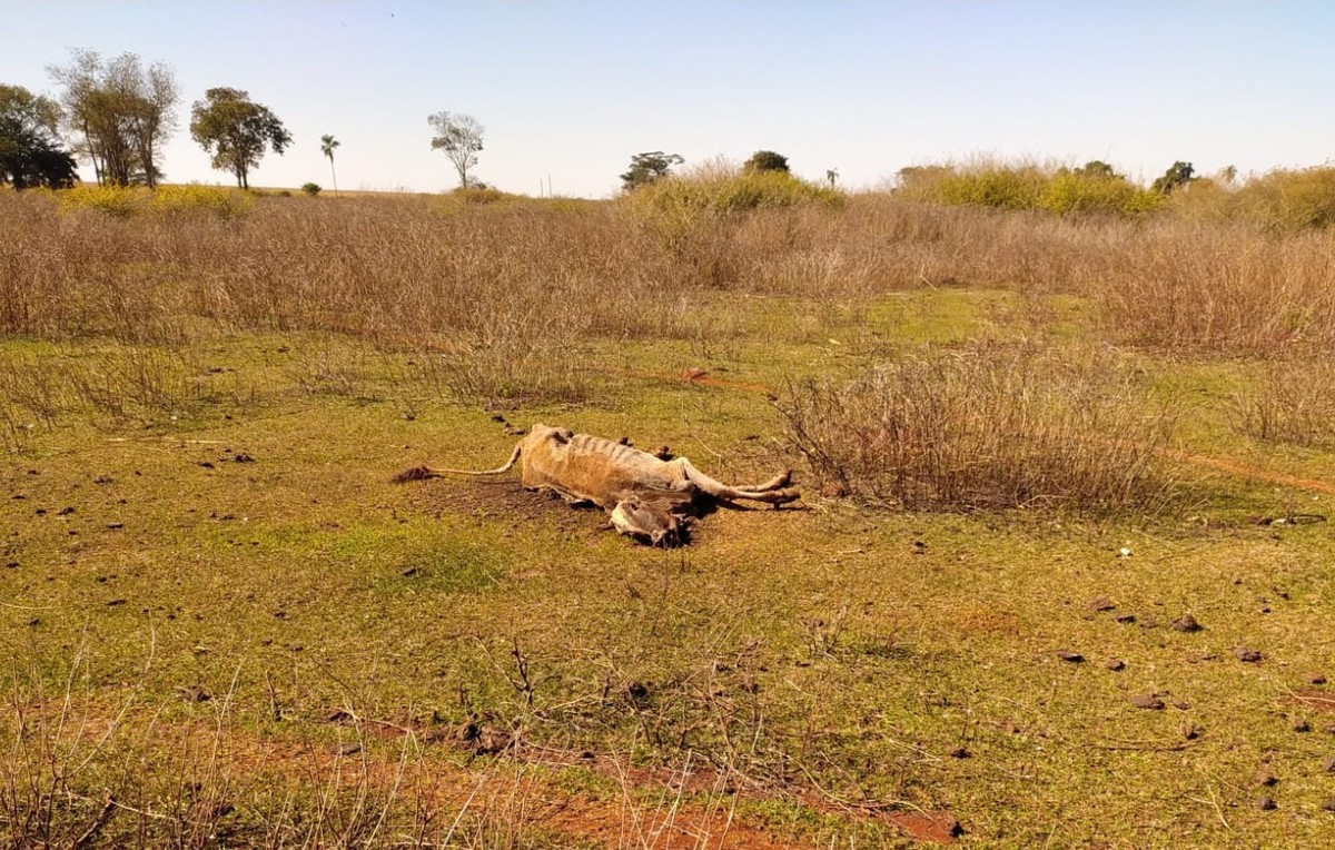 Polícia apura morte de 80 bovinos por falta de alimento e água em Goiás Polícia investiga morte de 80 cabeças de gado por fome em Goiás; outros 200 animais estão 'à beira da morte' (Foto: Divulgação/Agrodefesa)