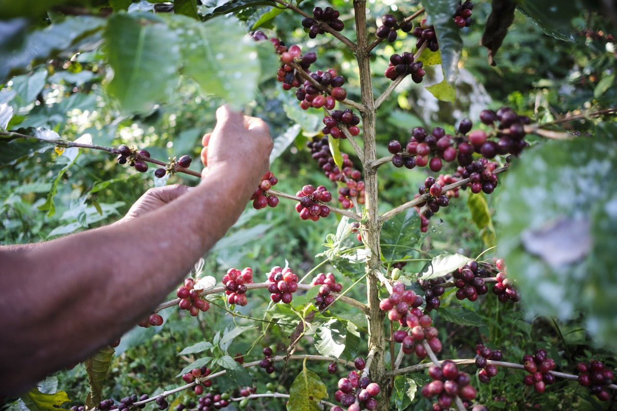 Trabalhador colhe grãos de café durante colheita em uma fazenda (Foto: Mauricio Palos/Bloomberg)
