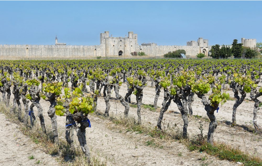 Descubra os melhores destinos de enoturismo entre Arles e a Camargue Foto: Reprodução