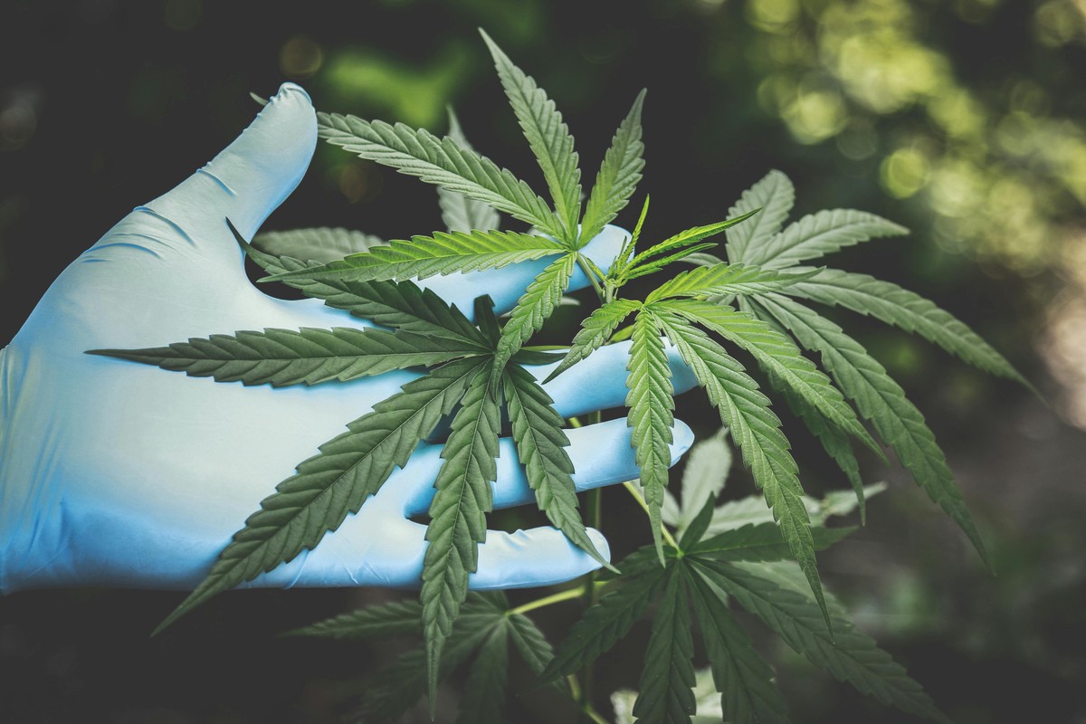 Maconha aumenta em até 100% o risco de morte por doenças cardíacas, revela estudo Planta da maconha (Foto: Pexels/Divulgação)