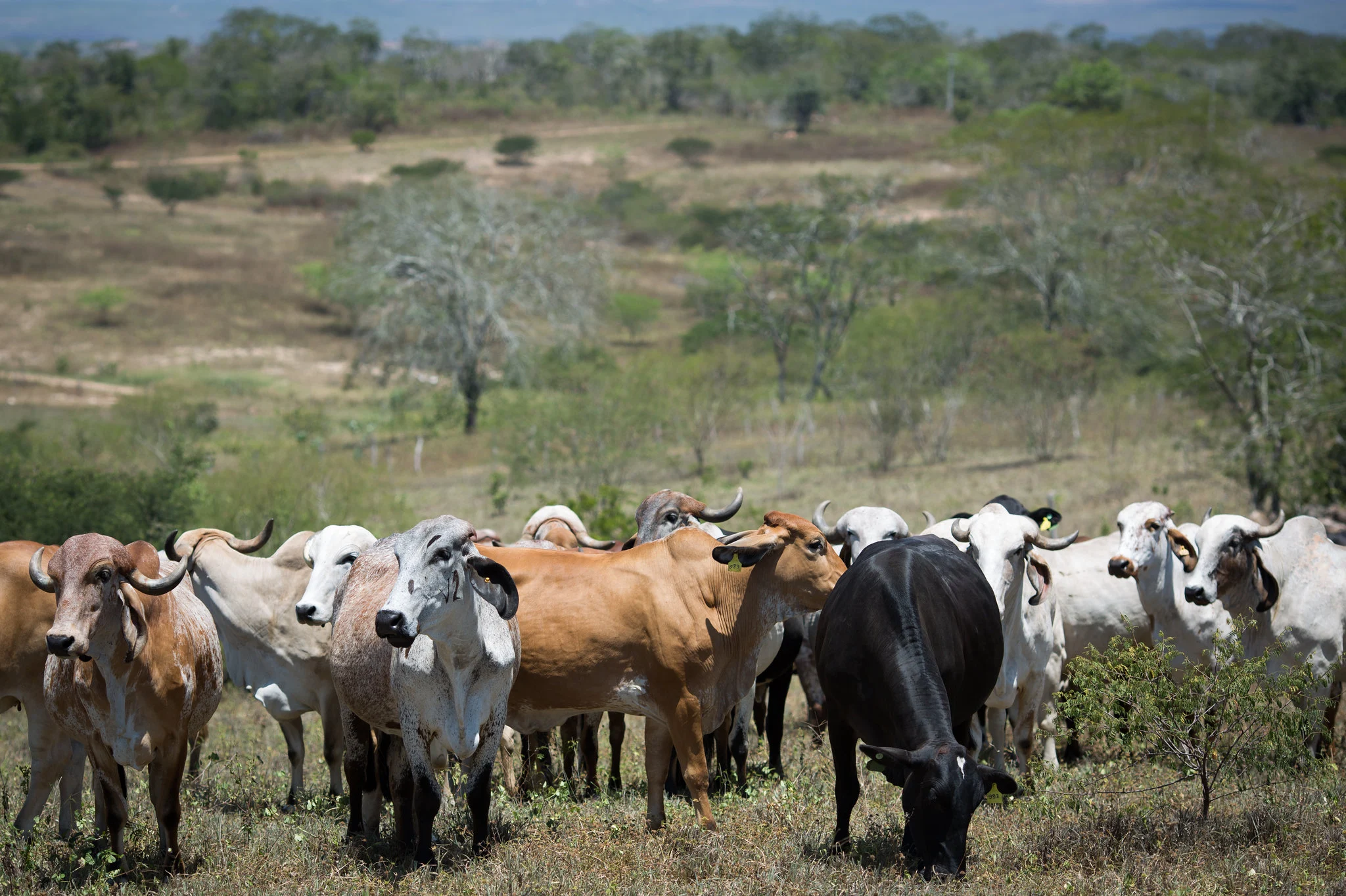 LCA se destaca como elo entre governo, agro e bancos no cenário econômico atual Wenderson Araujo/Confederação da Agricultura e Pecuária do Brasil