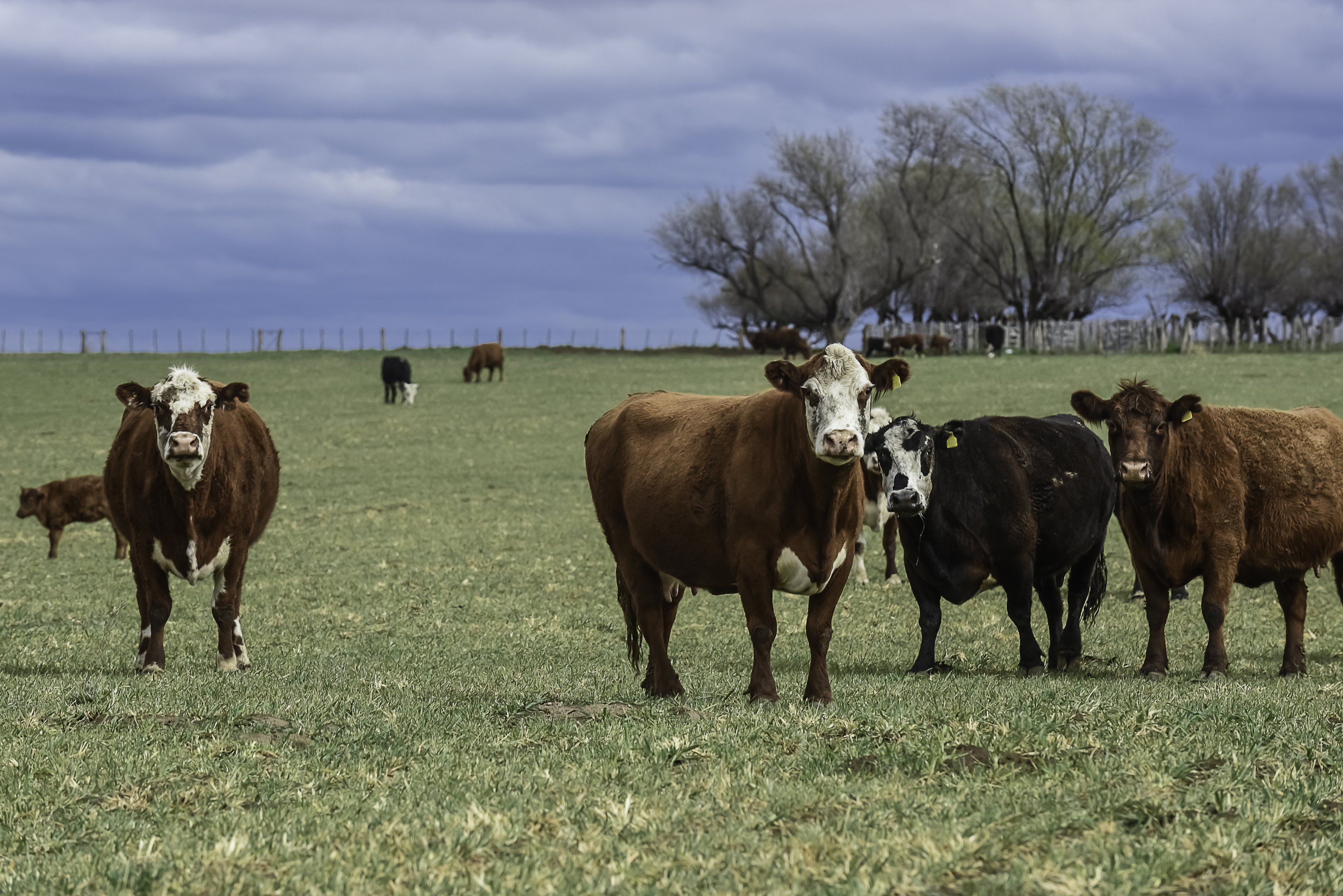 Preço da carne moída nos EUA sobe 16% e Brasil amplia exportação de carne CARNE BOVINA: em 2021, o USDA registrou 92,6 milhões de cabeças de gado, número que agora caiu para 86,6 milhões (Foto: Freepik)