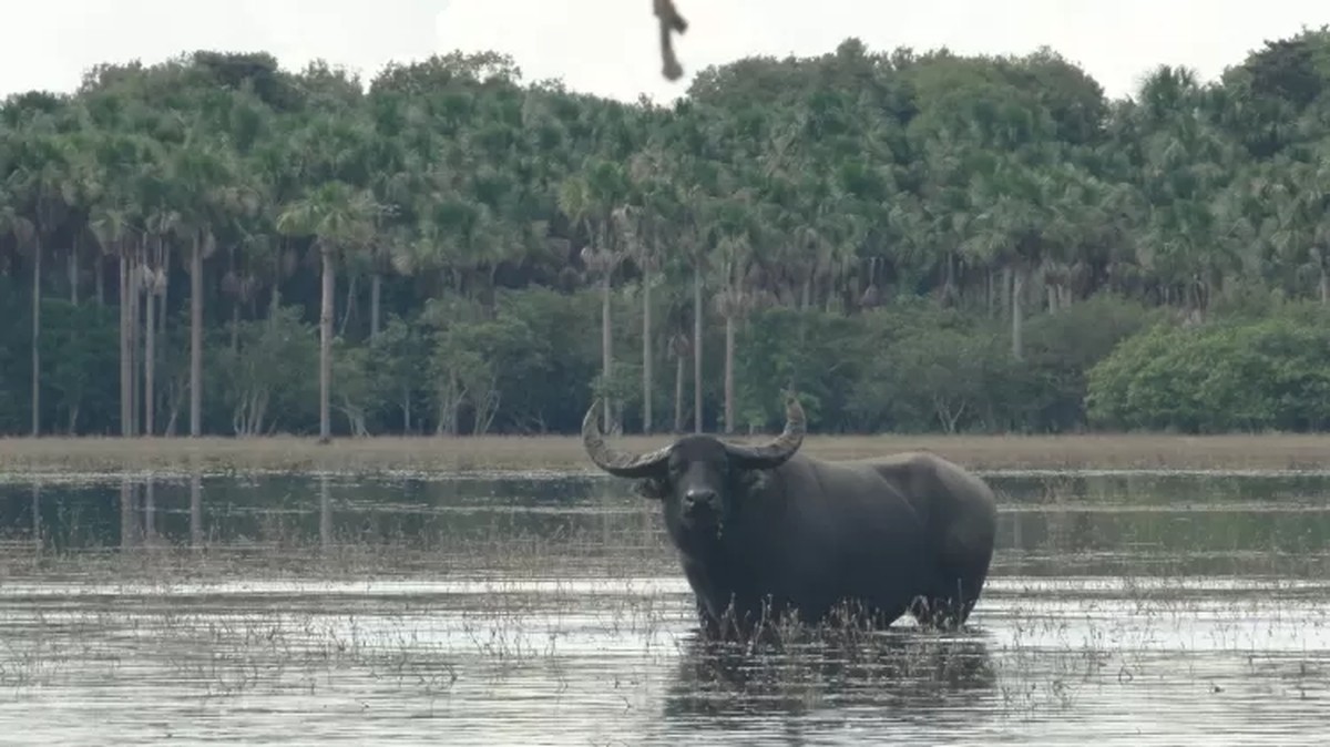 MP solicita bloqueio de contas de pecuarista por maus-tratos a mil búfalos no Maranhão O Ministério Público do Maranhão ajuizou um pedido de liminar para resgatar cerca de mil búfalos abandonados em estado de inanição — Foto: Divulgação