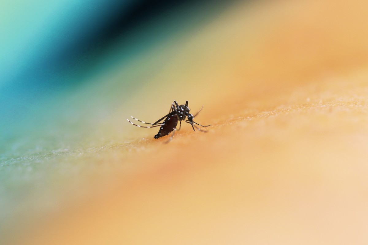 Brasil registra redução de 76,2% nos casos de dengue no primeiro semestre de 2025 Mosquito da dengue. (Foto: NIAD)