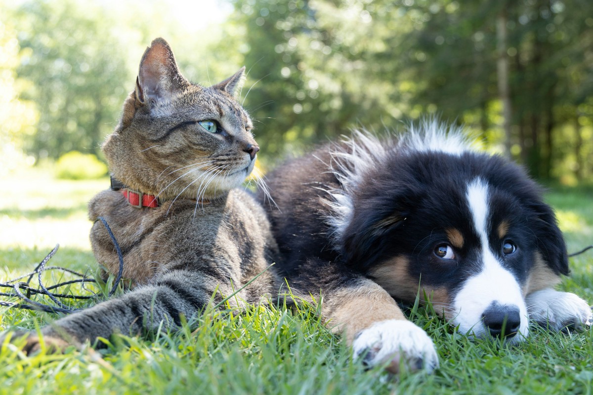 Cães e gatos podem retardar o envelhecimento do cérebro, aponta estudo recente Cães e gatos foram domesticados pela humanidade em períodos distintos da história. A domesticação de cachorros data de cerca de 30 mil anos atrás, enquanto a de gatos ocorreu há cerca de 10 mil anos (Foto: Andrew S/Unsplash)