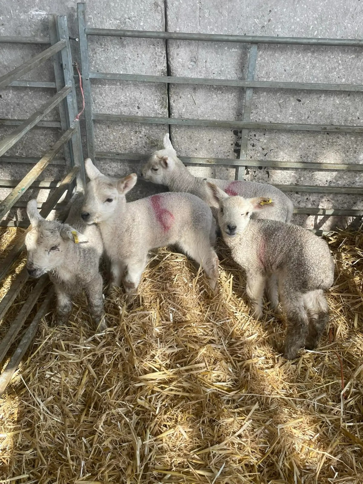 Cinquenta e oito visitantes da Cowbridge Farm Shop são diagnosticados com criptosporidiose