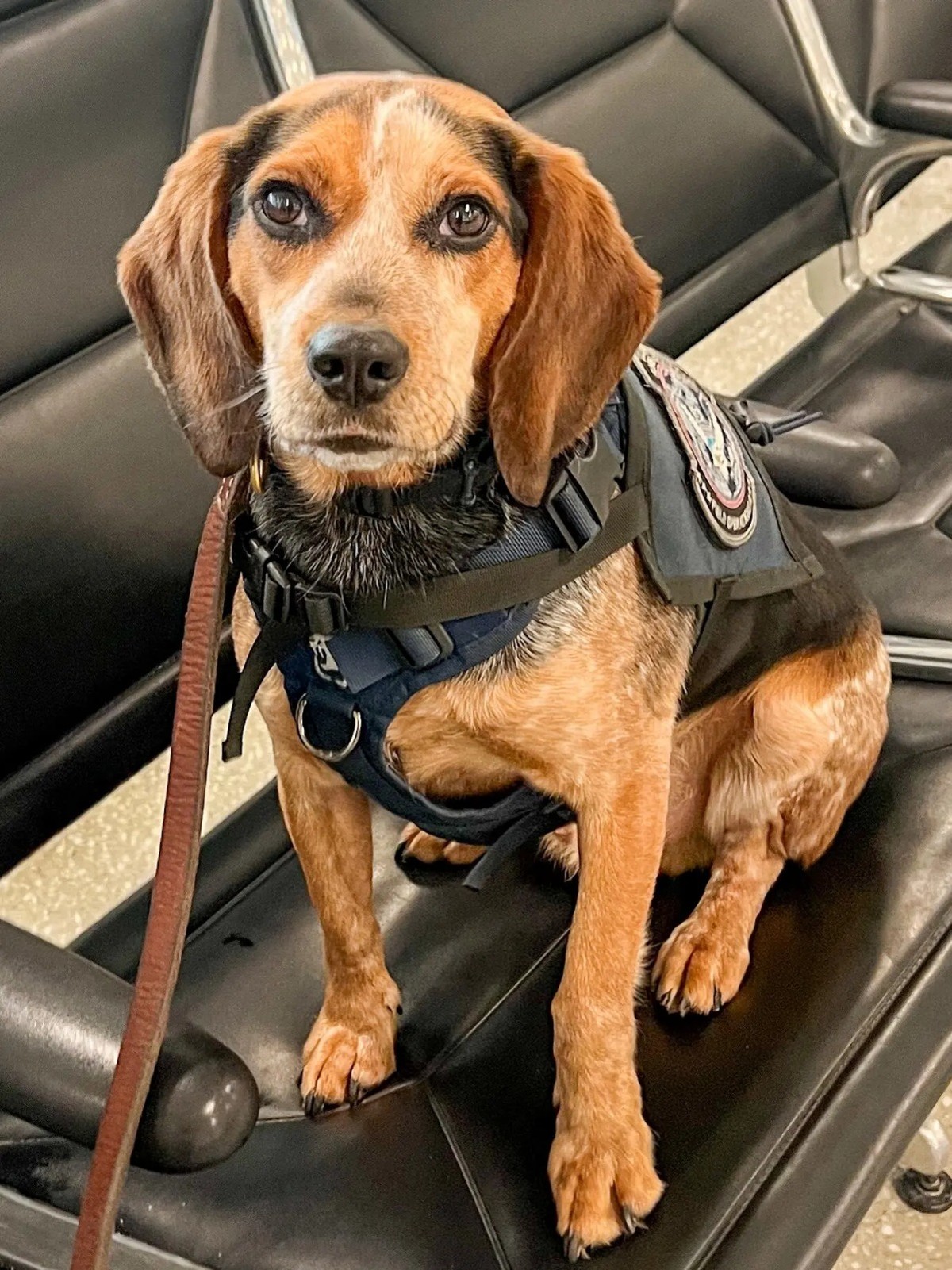 Turista chuta cão farejador da alfândega e acaba preso em aeroporto nos EUA (Foto: U.S. Customs and Border Protection)