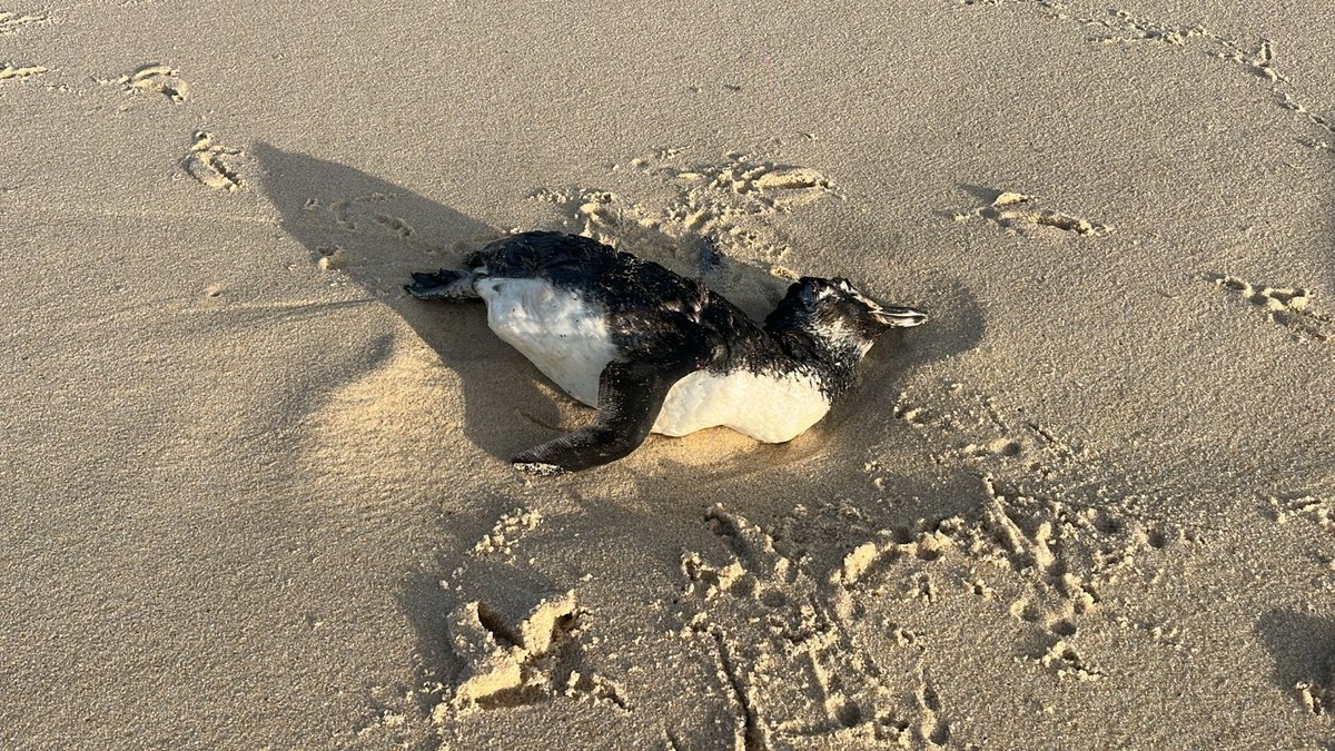 Um dos quatro pinguins encontrados mortos na Praia da Reserva, nesta sexta-feira (Foto: Comlurb / Divulgação)
