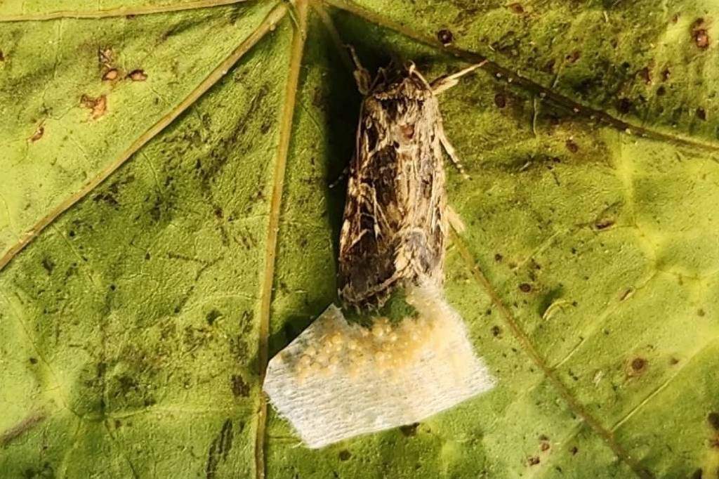 Plantas emitem sons e atraem reações de animais, revela estudo inovador Pesquisa mostra que mariposas botavam ovos nas plantas com base nos sons que faziam, o que indicava sua saúde (Foto: TAU)