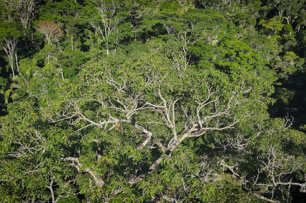 Foto:Reprodução