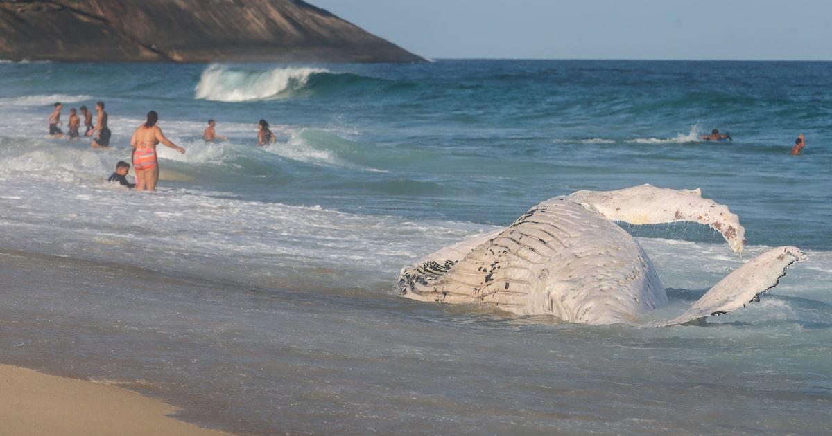 Baleia morta no RJ alerta sobre os perigos do turismo marinho na região Em plena temporada de migração desses animais, que vêm da Antártida em busca de águas quentes para reprodução, cresce também o risco de um turismo de observação sem controle. (Foto: Pedro Kirilos)