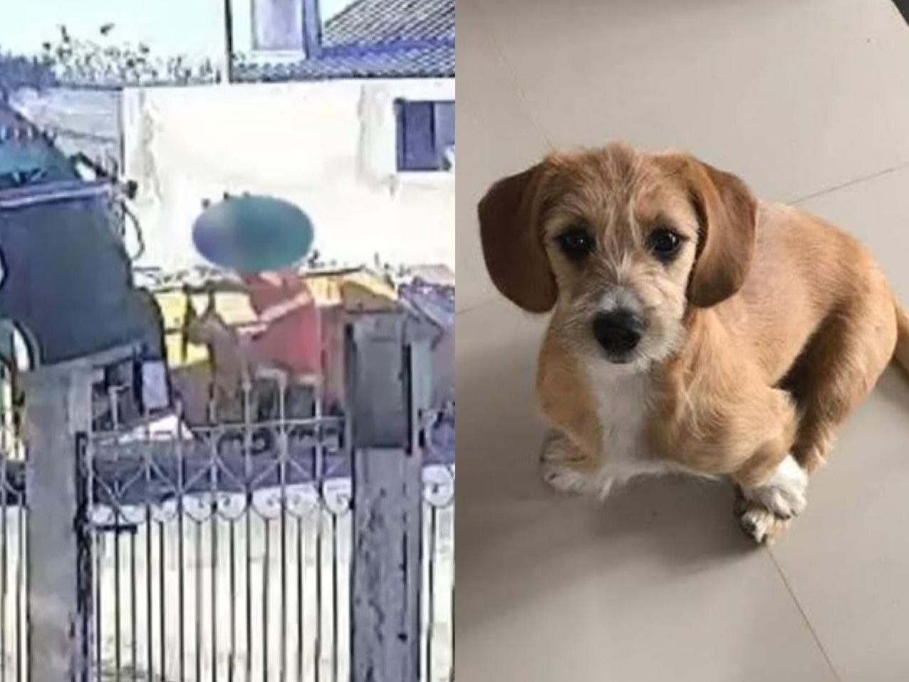 Cadela é atropelada e jogada em caminhão de lixo em Ponta Grossa