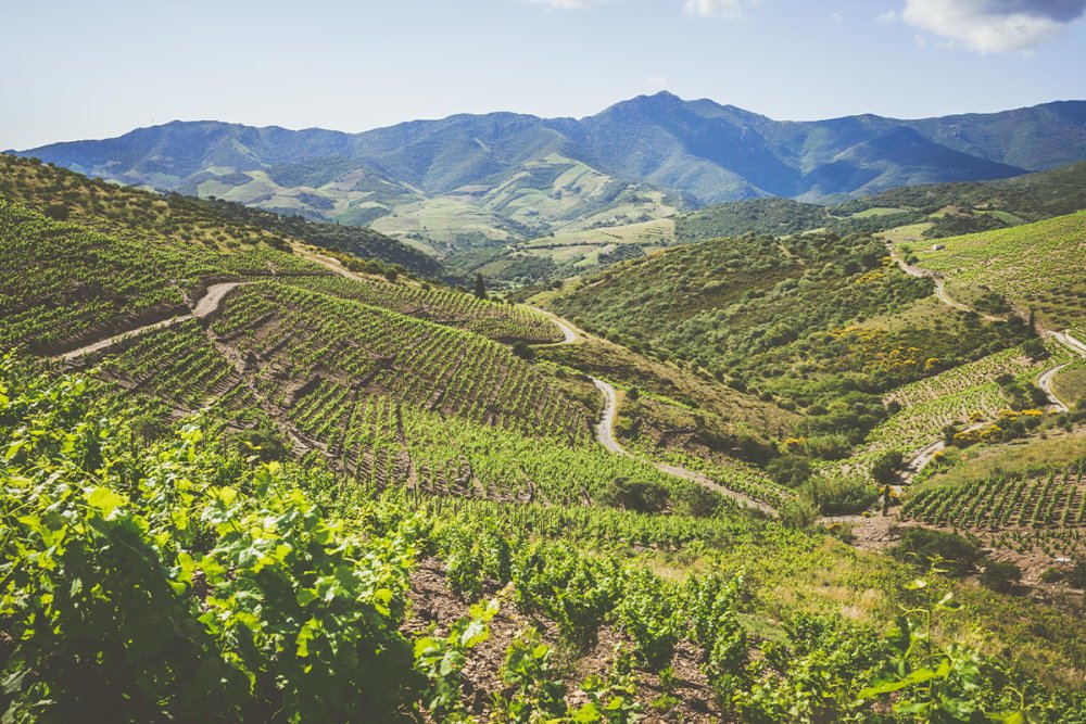 Descubra as melhores opções de enoturismo no Roussillon neste verão Foto: Reprodução