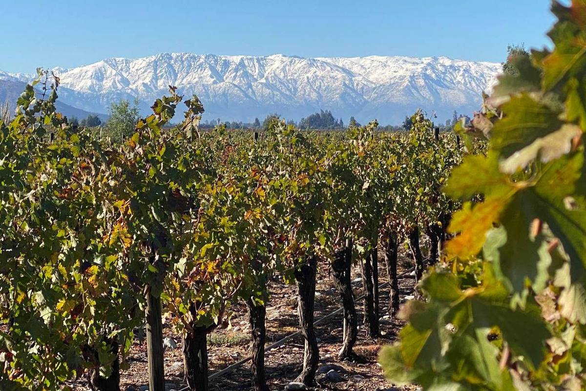 Produtor chileno de vinhos busca espalhar alegria com suas criações especiais Vinícola De Martino, localizada no Chile - Divulgação (Foto: Divulgação)