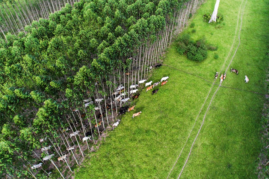 Brasil lança créditos de carbono pioneiros para agricultura regenerativa nas Américas O Cerrado pode gerar US$ 100 bilhões ao PIB brasileiro (Foto: Divulgação)