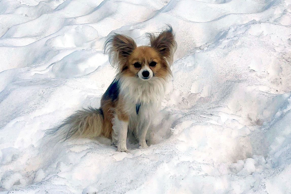 Chihuahua resgata dono após queda em fenda na Suíça Foto: Reprodução
