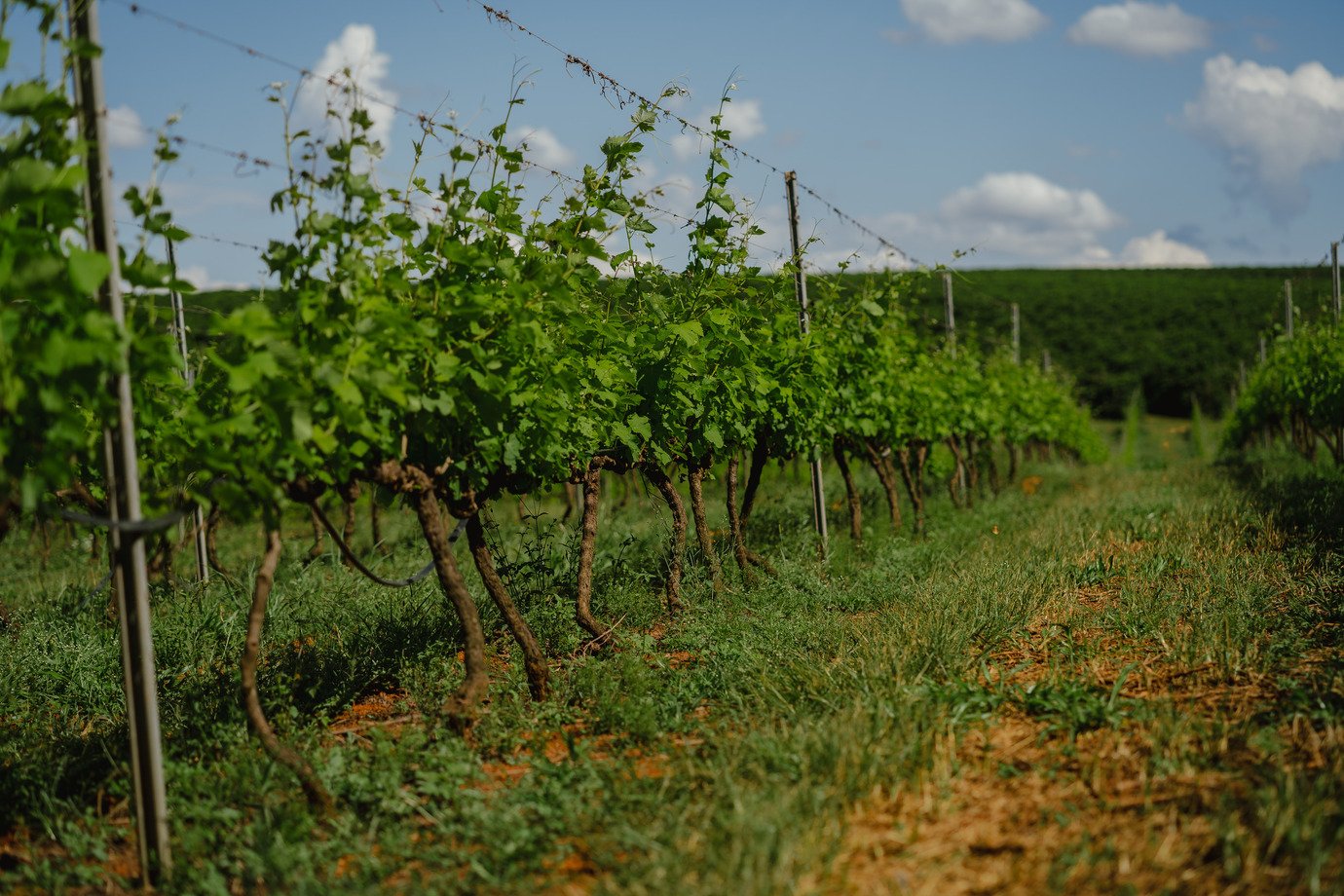 Vinícola brasileira conquista recorde histórico em concurso internacional de vinhos Vinícola Maria Maria: medalha de ouro na edição de 2025 da Decanter World Wine Awards (Foto: Divulgação)