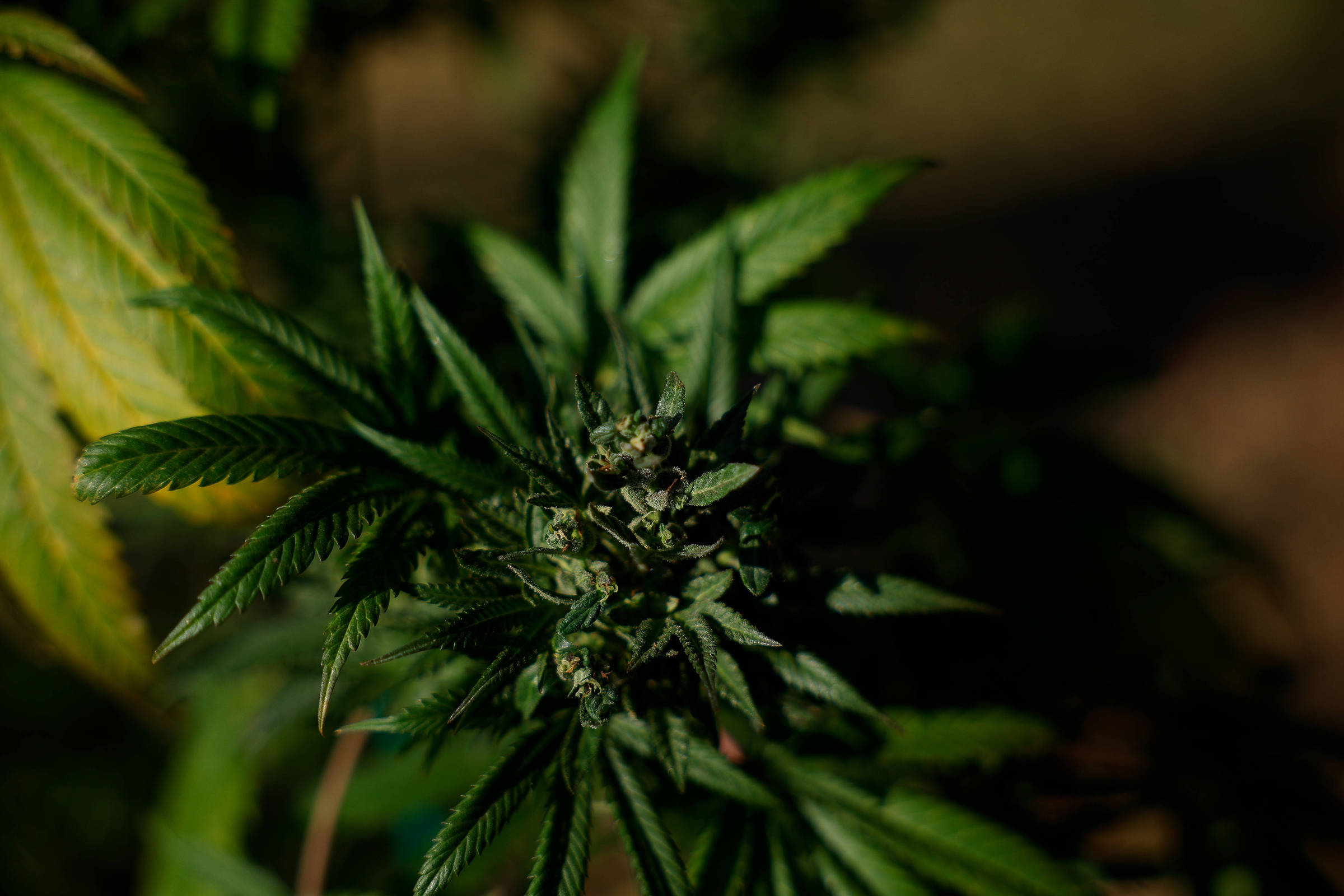 Registros de posse e uso de drogas no Brasil caem 26%, aponta anuário de segurança Cannabis produzida na região de Brasília; Ocorrências relacionadas a uso e posse de drogas caíram no Brasil, segundo pesquisa (Foto: Pedro Ladeira - 14.ago.2024/Folhapress)