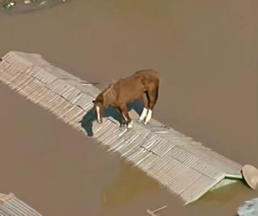 MPF realiza operação para identificar obras federais paradas no Rio Grande do Sul Cavalo fica ilhado no telhado durante enchente no RS (Foto: TV Globo/Reprodução)