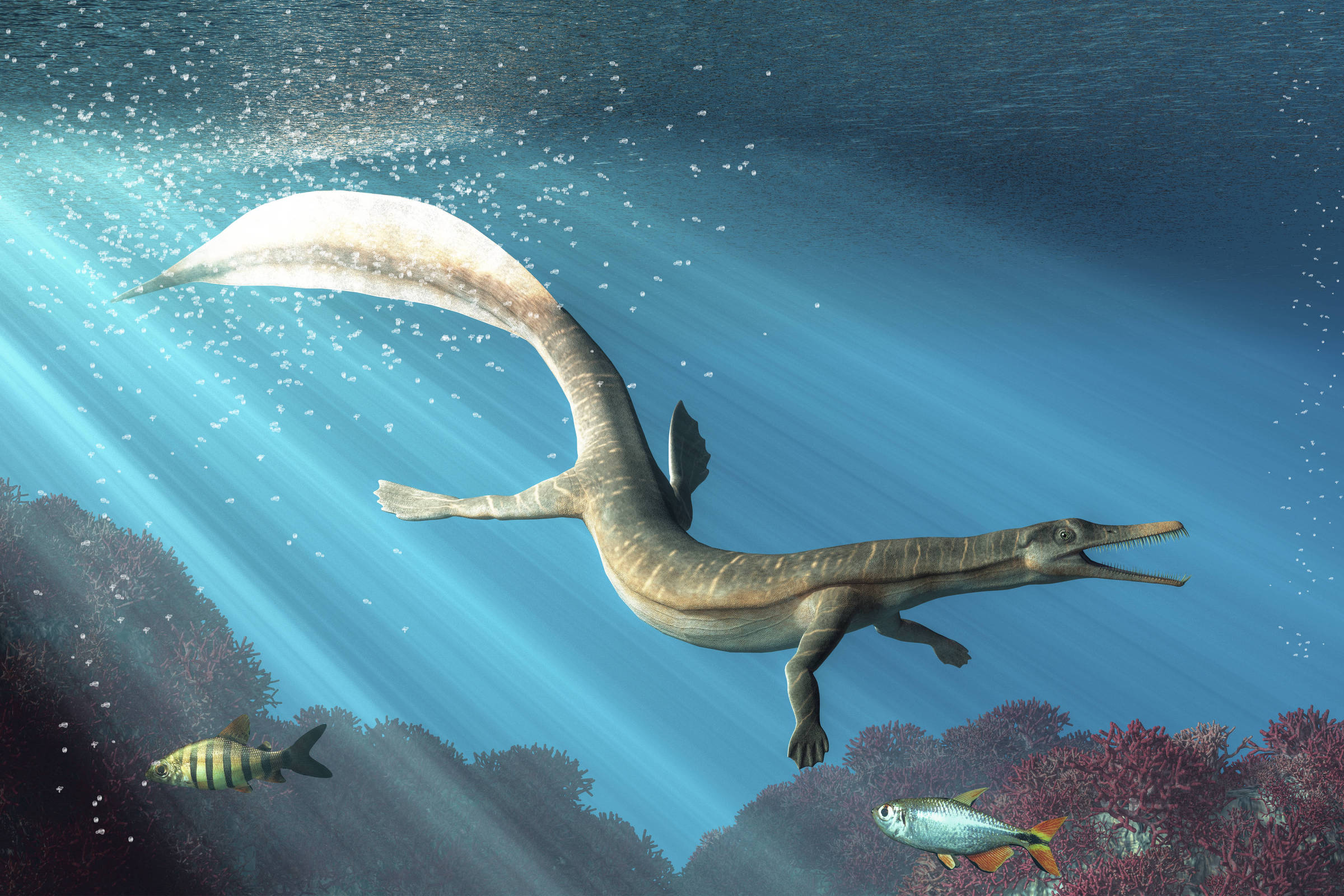 Brasil e Alemanha firmam acordo para repatriação de fósseis históricos Ilustração de um Mesosaurus; um fóssil do réptil está entre os quatro que serão devolvidos ao Brasil (Foto: Daniel Eskridge/AdobeStock)