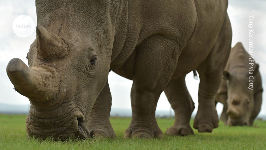 Proteínas antigas reescrevem árvore genealógica dos rinocerontes e podem impactar dinossauros As relações evolutivas dos rinocerontes se tornaram um pouco mais claras com o sequenciamento das proteínas mais antigas já encontradas. (Foto: Tony Karumba/AFP via Getty)