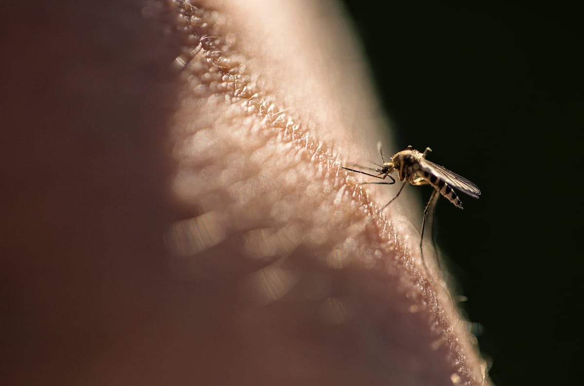 Cientistas desenvolvem método inovador para eliminar mosquitos e combater a malária Um mosquito picando uma pessoa (Foto: Getty Images)