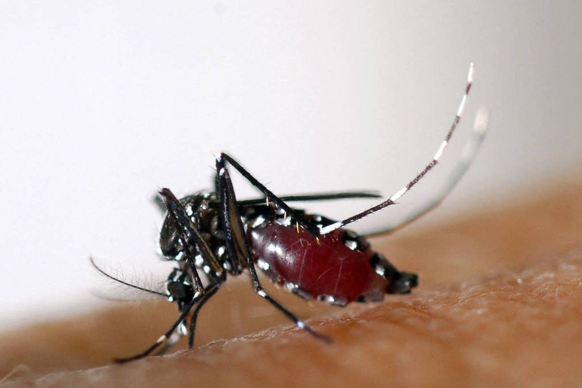 Aedes albopictus, mosquito que também transmite dengue, zika e chikungunya. (Foto: AFP)